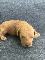 Cavapoos, a female Cavapoo for sale in Bakersville, NC – Photo 6 of 7