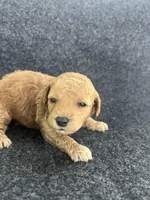 Cavapoos, a female Cavapoo for sale in Bakersville, NC – Photo 4 of 7