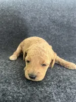 Cavapoos, a female Cavapoo for sale in Bakersville, NC – Photo 2 of 7