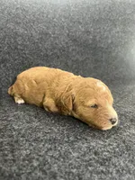 Cavapoos, a female Cavapoo for sale in Bakersville, NC – Photo 5 of 7