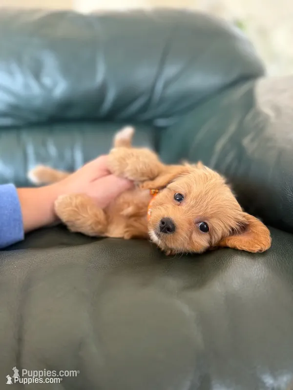 Cavapoo female 2  – Cavapoo puppy for sale in Bakersville, NC