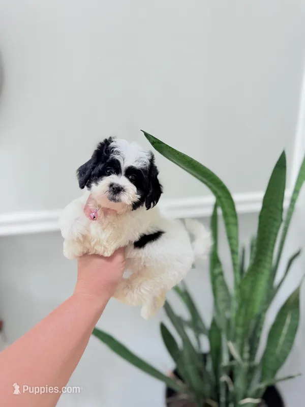 Tiny Shichon female  – Shichon puppy for sale in Bakersville, NC