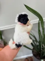 Tiny Shichon female , a female Shichon for sale in Bakersville, NC – 4 of 4