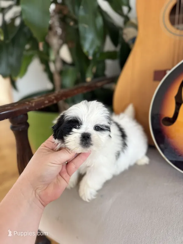 Tiny male Shichon  – Shichon puppy for sale in Bakersville, NC