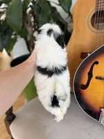 Tiny male Shichon , a male Shichon for sale in Bakersville, NC – Photo 3 of 3