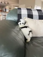 Tiny male Shichon , a male Shichon for sale in Bakersville, NC – Photo 2 of 3