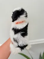 Black and white male shichon , a male Shichon for sale in Bakersville, NC – 3 of 4