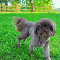 Mocha, a female Shih Tzu for sale in Bakersville, NC – Photo 2 of 2