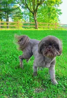 Mocha, a female Shih Tzu for sale in Bakersville, NC – Photo 2 of 2