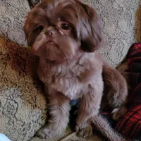 Mocha, a female Shih Tzu for sale in Bakersville, NC – Photo 1 of 2