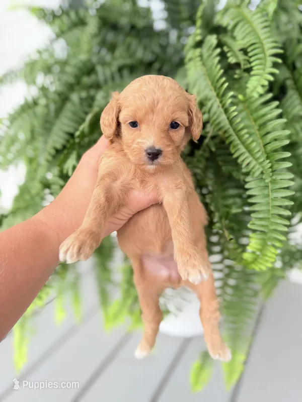 Cavapoo female 2  – Cavapoo puppy for sale in Bakersville, NC