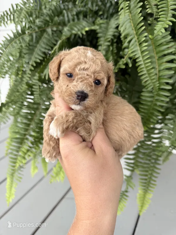 Cavapoo female 3 – Cavapoo puppy for sale in Bakersville, NC