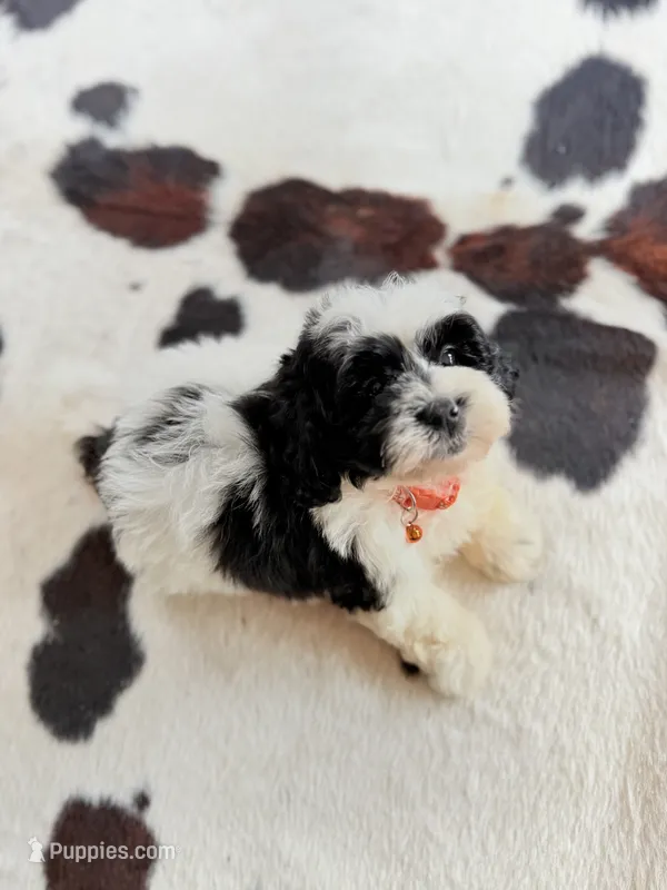 Black and white male shichon  – Shichon puppy for sale in Bakersville, NC