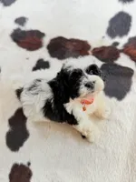 Black and white male shichon , a male Shichon for sale in Bakersville, NC – 1 of 4