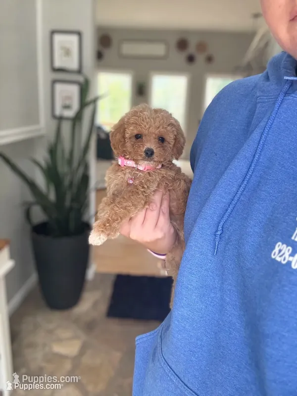 Cavapoo female 3 – Cavapoo puppy for sale in Bakersville, NC