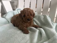Cavapoo , a male Cavapoo for sale in Bakersville, NC – 2 of 2