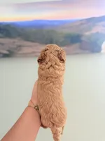Toy golden doodle Male 2, a female Miniature Goldendoodle for sale in Bakersville, NC – 2 of 2