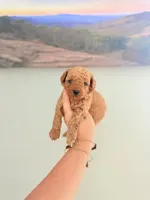 Toy golden doodle Male 2, a female Miniature Goldendoodle for sale in Bakersville, NC – 1 of 2