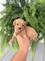 Cavapoo female 3, a female Cavapoo for sale in Bakersville, NC – 2 of 2