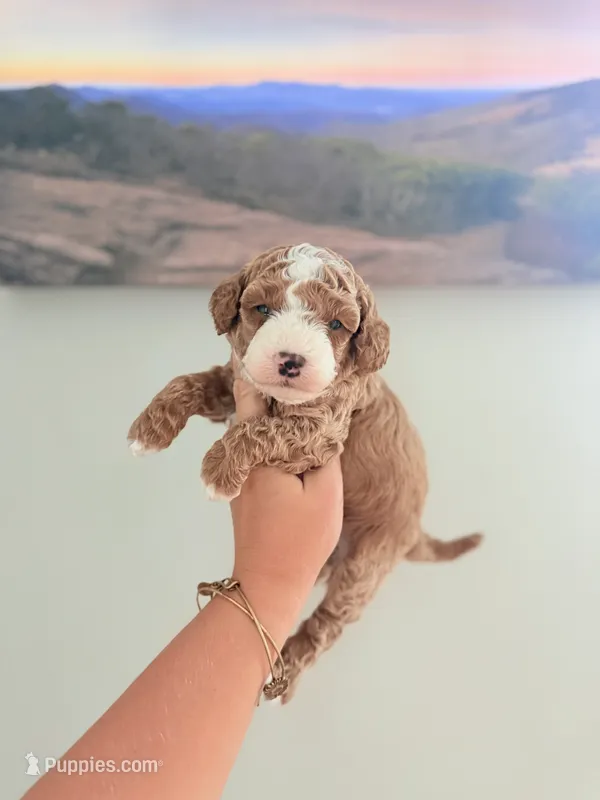 Toy Golden Doodle Male 1 – Miniature Goldendoodle puppy for sale in Bakersville, NC
