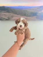 Toy Golden Doodle Male 1, a female Miniature Goldendoodle for sale in Bakersville, NC – 1 of 2