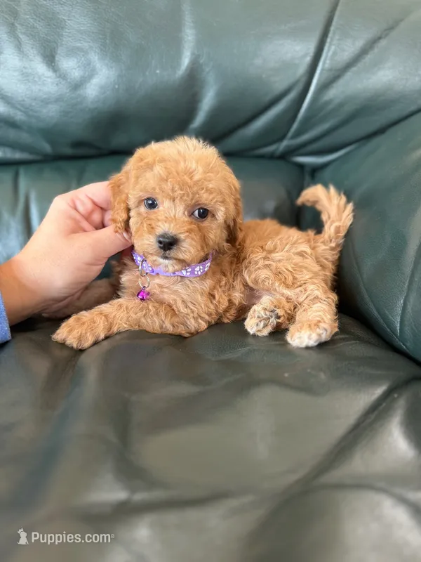 Cavapoo female 4 – Cavapoo puppy for sale in Bakersville, NC