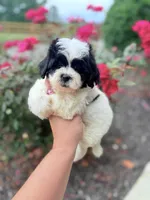 Tiny Shichon female , a female Shichon for sale in Bakersville, NC – 3 of 4