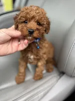 Cavapoo , a male Cavapoo for sale in Bakersville, NC – 1 of 3
