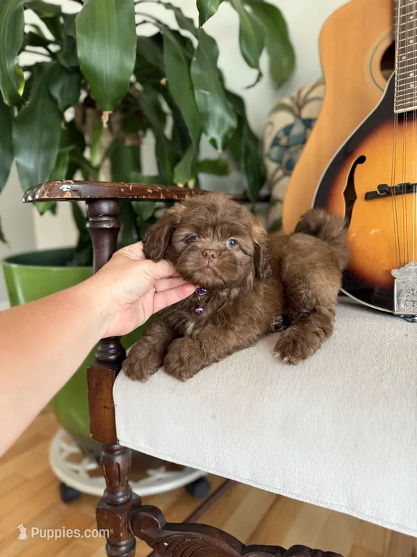 Shichon Teddy Bear  – Shichon puppy for sale in Bakersville, NC
