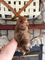 Shichon Teddy Bear , a male Shichon for sale in Bakersville, NC – 2 of 2