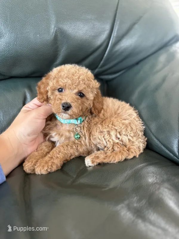 Cavapoo female 1 – Cavapoo puppy for sale in Bakersville, NC