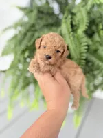 Cavapoo female 4, a female Cavapoo for sale in Bakersville, NC – 1 of 1