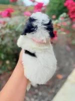 Tiny Shichon female , a female Shichon for sale in Bakersville, NC – 2 of 4