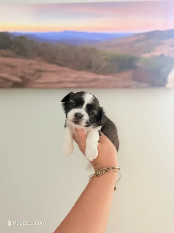 Shichon male 1 – Shichon puppy for sale in Bakersville, NC