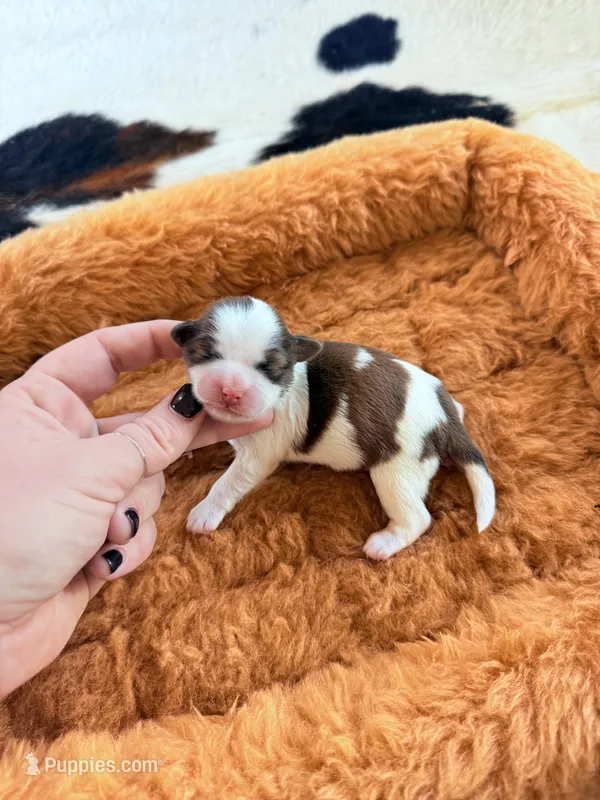 Shichon teddy bear Male