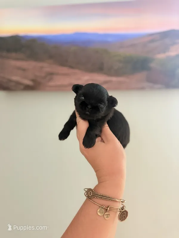Shichon Male 5 – Shichon puppy for sale in Bakersville, NC