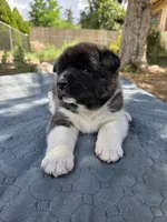 Elsa, a female Akita for sale in Colorado Springs, CO – 3 of 3
