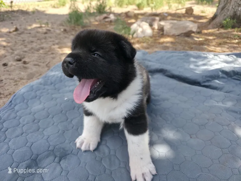 Gilly – Akita puppy for sale in Colorado Springs, CO