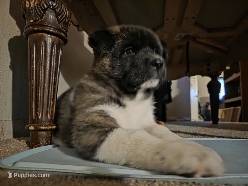 Elsa – Akita puppy for sale in Colorado Springs, CO