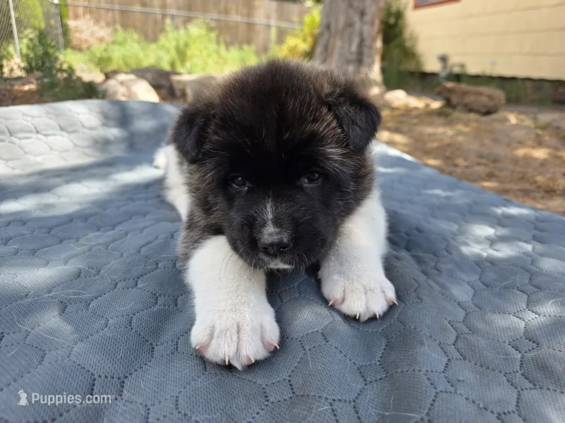 Elsa – Akita puppy for sale in Colorado Springs, CO