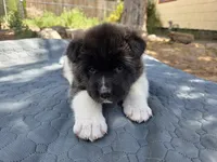 Elsa, a female Akita for sale in Colorado Springs, CO – 1 of 3