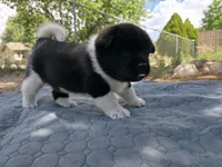 Gilly, a female Akita for sale in Colorado Springs, CO – 3 of 3
