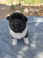 Gilly, a female Akita for sale in Colorado Springs, CO – 2 of 3
