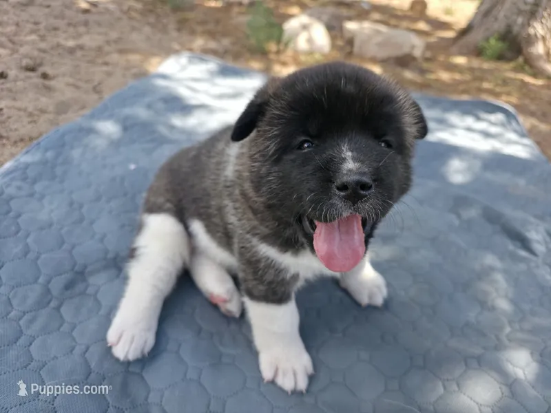 Elsa – Akita puppy for sale in Colorado Springs, CO