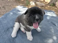Elsa, a female Akita for sale in Colorado Springs, CO – 2 of 3