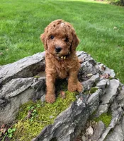 Freya, a female Miniature Goldendoodle for sale in North Dighton, MA – 4 of 5