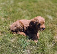 Bonnie, a female Miniature Goldendoodle for sale in North Dighton, MA – 2 of 4
