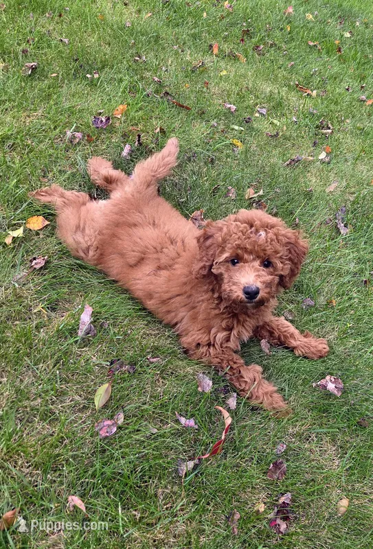 Freya – Miniature Goldendoodle puppy for sale in North Dighton, MA
