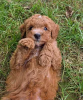 Freya, a female Miniature Goldendoodle for sale in North Dighton, MA – 2 of 5