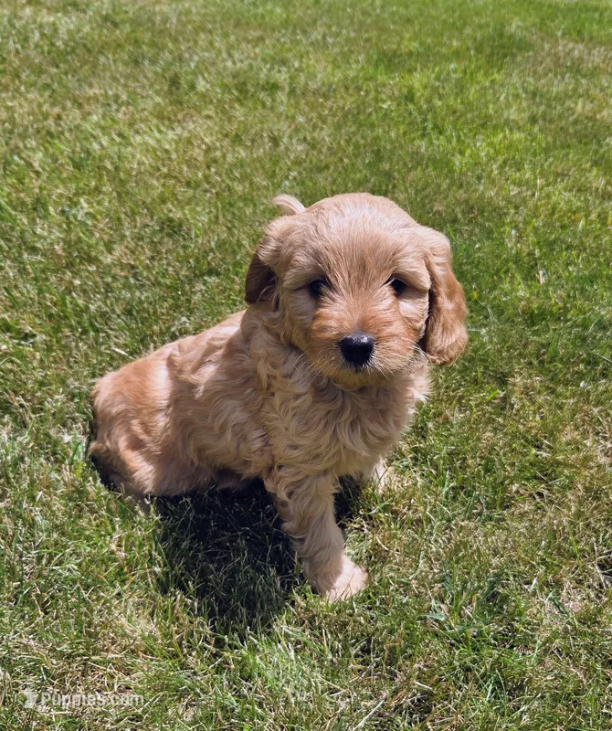 Chloe – Miniature Goldendoodle puppy for sale in North Dighton, MA